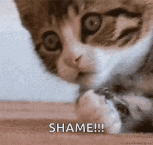 Cat Shocked GIF - Cat Shocked Shame GIFs