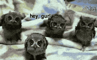 gurl-owls.gif