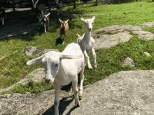 Goats Goatherd GIF - Goats Goatherd Running Goats GIFs