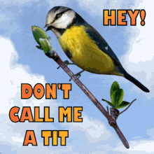 Dont Call Me A Tit Youre A Tit GIF - Dont Call Me A Tit Youre A Tit Tit GIFs