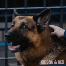 did you call me rex diesel vom burgimwald hudson and rex what did you say did you call me rex diesel vom burgimwald hudson and rex what did you say