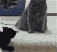 Knockout Punch GIF - Knockout Punch Cat GIFs