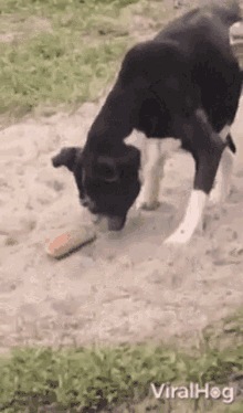 Viralhog Boxer Uses Face To Bury Hot Dog Bun GIF - Viralhog Boxer Uses Face To Bury Hot Dog Bun Dog GIFs