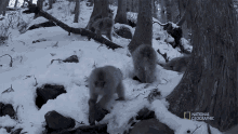 Macaques Cosmos GIF - Macaques Cosmos Possible Words GIFs