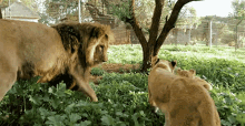 Playing Lions Dean Schneider Vlog GIF - Playing Lions Dean Schneider Vlog Big Cats GIFs