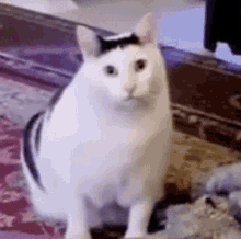daniel-raftalack.gif