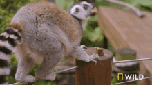 Lemur Eating National Geographic GIF - Lemur Eating National Geographic Lemurs Try New Food GIFs