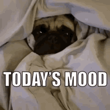 Pug Mood GIF - Pug Mood Life GIFs