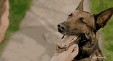 A Tail Of Love Dog GIF - A Tail Of Love Dog Petting Dog GIFs