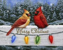 merry christmas cardinal snowing winter christmas lights
