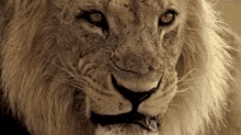 Lion Roar GIF - Lion Roar King Of The Jungle GIFs