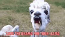 Llama Savethe Drama GIF - Llama Savethe Drama GIFs