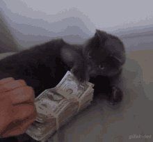 thats my money dont touch my money black cat