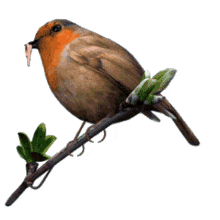 bird