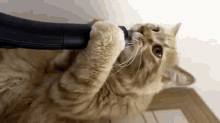 Stupid Vacum, Trying To Suck Up My Face GIF - Cat Vacuum Funny GIFs