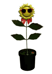 sunflower dance flower