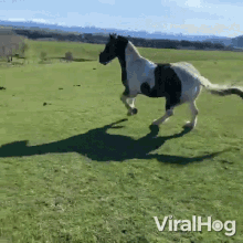 Horse Hurdling Viralhog GIF - Horse Hurdling Viralhog Jumping Over The Fence GIFs
