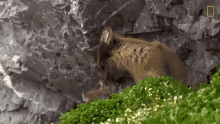 Look National Geographic GIF - Look National Geographic The Arctic Fox Looks For A Meal GIFs