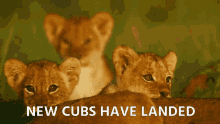 New Cub Cubs GIF - New Cub Cubs Lion GIFs