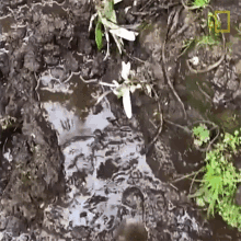 Walking On The Mud Searching For Rwandas Famed Mountain Gorillas GIF - Walking On The Mud Searching For Rwandas Famed Mountain Gorillas World Gorilla Day GIFs