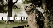 Gurl Owl GIF - Gurl Owl Head GIFs