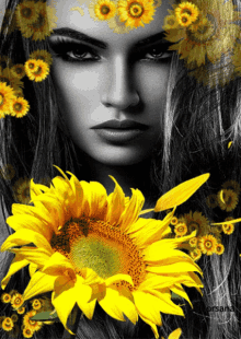 mujer girasoles buenos d%C3%ADas sunflower blink