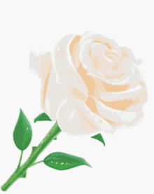 Rose White GIF - Rose White роза GIFs