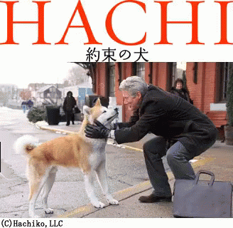 面白い おかしい 忠犬ハチ公 可愛い犬 柴犬 しば犬 Gif Hachi Neck Stretch Discover Share Gifs