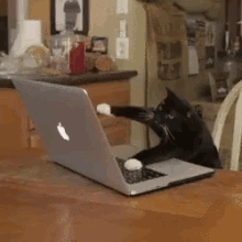Me At Work GIF - Cat Work Typing GIFs