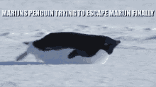penguin escaping
