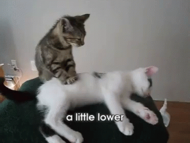 Massage Cat GIF - Massage Cat Cute - GIFs