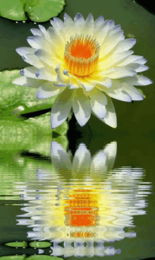 Flower Reflection GIF - Flower Reflection Water GIFs