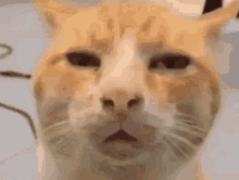 cat.gif