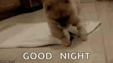 Goodnight Dog GIF - Goodnight Dog Roll GIFs