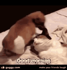 Good Morning Dogs GIF - Good Morning Dogs Funny GIFs