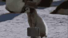 Business Penguin GIF - Business GIFs