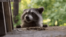 baby raccoon cute eating