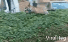 prancing pounce merry happy fox