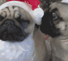 Santa Pups Cute Dog GIF - Santa Pups Cute Dog Christmas GIFs