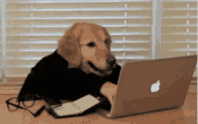 Andreas Busy GIF - Andreas Busy Dog GIFs