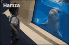 Beluga Whale Wet GIF - Beluga Whale Wet Hamza GIFs