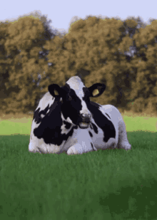 eatjng cow