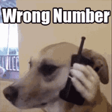 Wrong Number GIF - Wrong Number Dog Phone Call GIFs