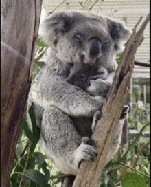 Koala GIFs | Tenor