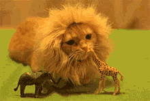 Animales Leones De Mentiras GIF - Cat Lion Cute GIFs