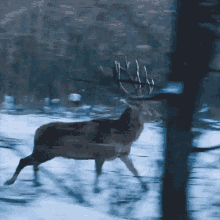 Deer Snow GIF - Deer Snow Running GIFs