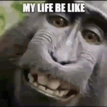 stinkymonkey stinkymonkey