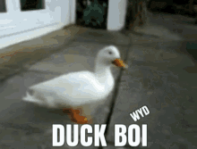 Duckboy Duckboi GIF - Duckboy Duckboi Fuckboy GIFs