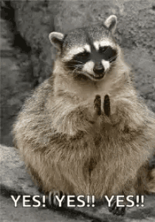 Funny Animals Yes GIF - Funny Animals Yes Raccoon GIFs