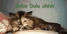 Boboduluahhh GIF - Kucing Lucu Cute Cat Kucing Males GIFs